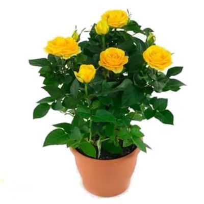 Роза Виктори Йеллоу 10/30 фото в интернет-магазине Флоранж