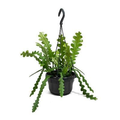 Эпифииллум Ангулигер 18/50 фото в интернет-магазине Флоранж