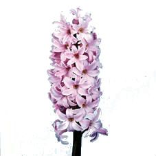 гиацинт Фондант фото в интернет-магазине Флоранж