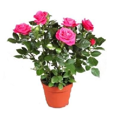 Роза Бью Монде Пурпл 10/30 фото в интернет-магазине Флоранж Роза Бью Монде Пурпл 10/30 фото в интернет-магазине Флоранж