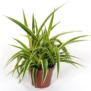 Хлорофитум Комосум Океан 12/20 фото в интернет-магазине Флоранж