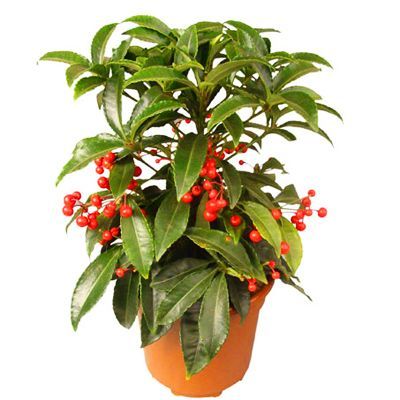 Ардизия Крената 14/50 фото в интернет-магазине Флоранж