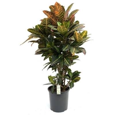 Кодиум Петра 32/100 фото в интернет-магазине Флоранж