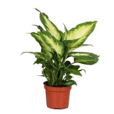Диффенбахия Камилла 25/60 Диффенбахия Камилла 25/60