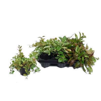 Хойя Карноза Микс 12/20 фото в интернет-магазине Флоранж