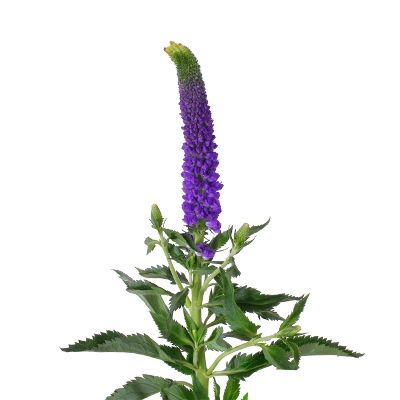 вероника Смарт Неви фото в интернет-магазине Флоранж