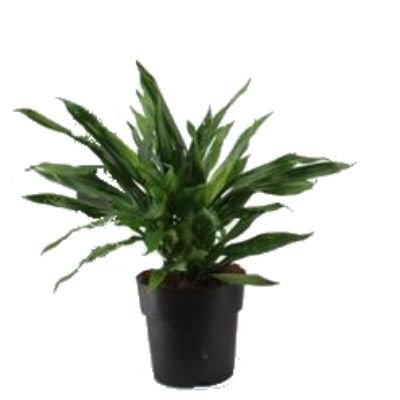 Санцеана Фаерфлай Грин 17/40 фото в интернет-магазине Флоранж