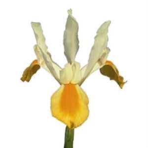 ирис  Апполо фото в интернет-магазине Флоранж