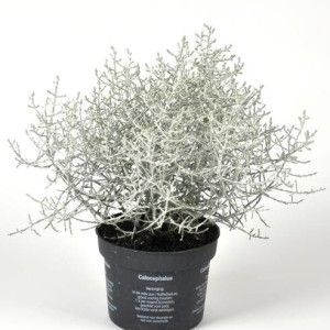 Калоцефалус 13/25 фото в интернет-магазине Флоранж