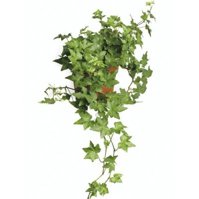 Хедера Грин 12/100 фото в интернет-магазине Флоранж