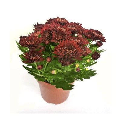 Хризантема кустовая Грандеза Ред 13/30 фото в интернет-магазине Флоранж