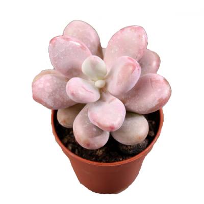 Пахифитум Овиферум 05/10 фото в интернет-магазине Флоранж