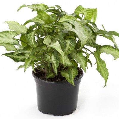 Сингониум Арроу 17/50 фото в интернет-магазине Флоранж