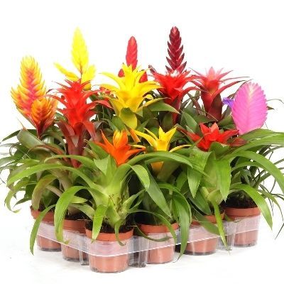 Бромелия Микс мини 05/20 фото в интернет-магазине Флоранж