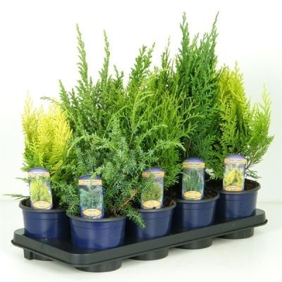 Кониферен Микс 13/40 фото в интернет-магазине Флоранж