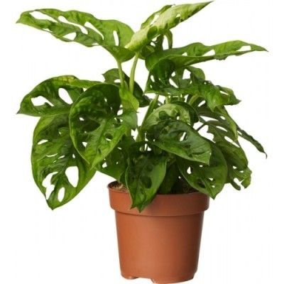 Монстера Манки 12/35 фото в интернет-магазине Флоранж