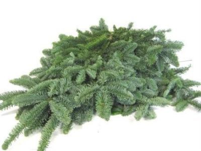 Нобилис Голл