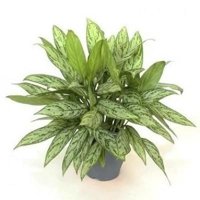 Аглонема Сильвер Куин 12/30 фото в интернет-магазине Флоранж