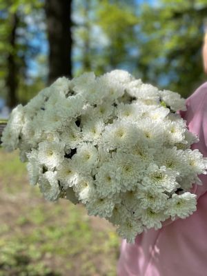 Хризантема кустовая белая 