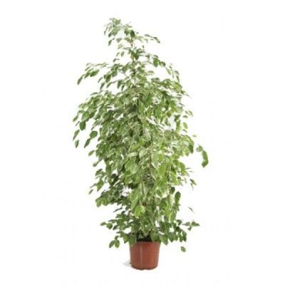 Фикус Голден Кинг 21/70 фото в интернет-магазине Флоранж