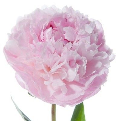 пион Сара Бернард фото в интернет-магазине Флоранж