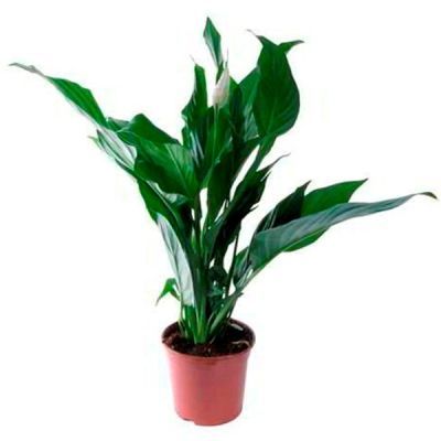 Спатифиллюм Купидо 09/30 фото в интернет-магазине Флоранж