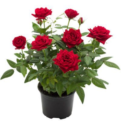 Роза Виктори Ред 10/30 фото в интернет-магазине Флоранж