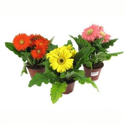 Гербера Микс 12/20 фото в интернет-магазине Флоранж