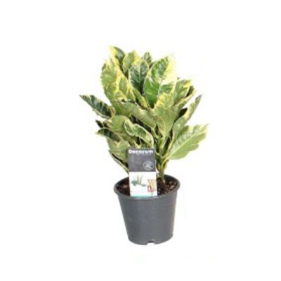 Кодиум Эбурнеум 12/40 фото в интернет-магазине Флоранж