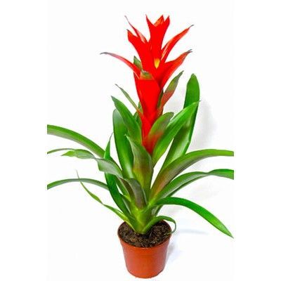 Гузмания Калипсо 13/50 фото в интернет-магазине Флоранж