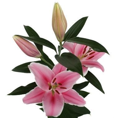 лилия ориенталь  Марлон фото в интернет-магазине Флоранж