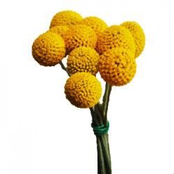 краспедия фото в интернет-магазине Флоранж