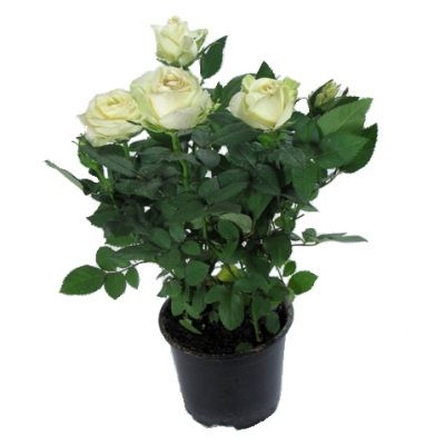 Роза Патио Вайт 17/45 фото в интернет-магазине Флоранж
