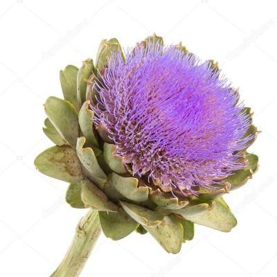 цинара Грин Гробал фото в интернет-магазине Флоранж