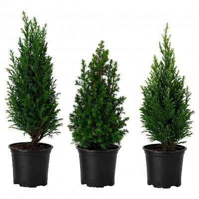 Кониферен Микс 13/40