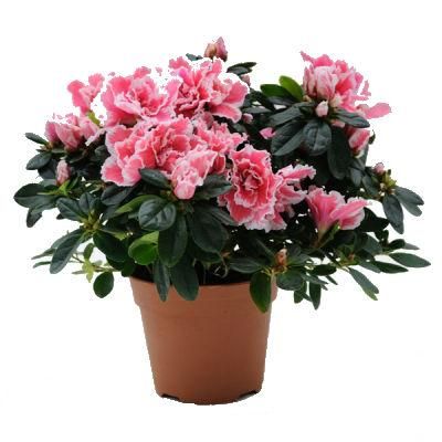 Азалия Хелстен 12/30 фото в интернет-магазине Флоранж