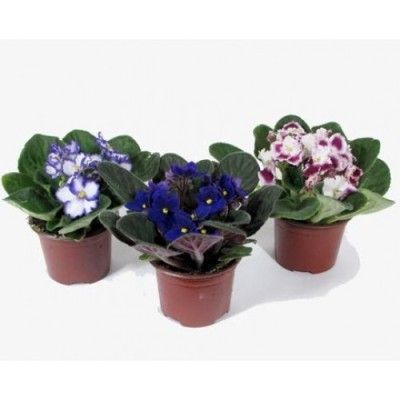 Сениполия Спектра Микс 12/20 фото в интернет-магазине Флоранж