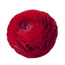 ранункулюс Клуни Танго фото в интернет-магазине Флоранж