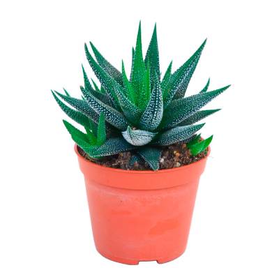 Суккулент Микс сноу 07/10