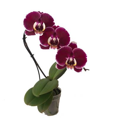 Фаленопсис Каскад 07/25 ред фото в интернет-магазине Флоранж