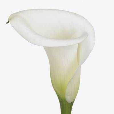 калла Айвори Арт; Голландия фото в интернет-магазине Флоранж