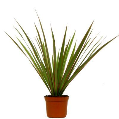 Драцена Биколор 08/20 без ств фото в интернет-магазине Флоранж