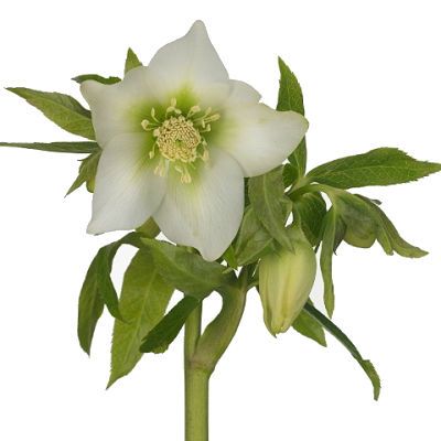 хеллеборус Дабл Элен Вайт фото в интернет-магазине Флоранж