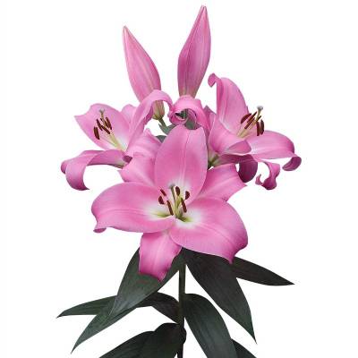 лилия ориенталь Албарето фото в интернет-магазине Флоранж