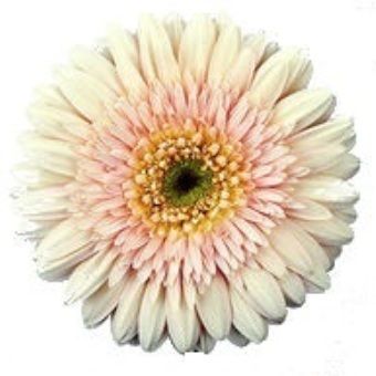 Гербера Аква Кремовая РОС фото в интернет-магазине Флоранж