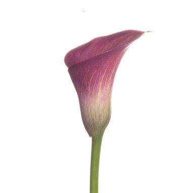 калла  Капитан Романс; Голландия фото в интернет-магазине Флоранж