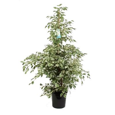 Фикус Бенджамина Профит 27/165 фото в интернет-магазине Флоранж