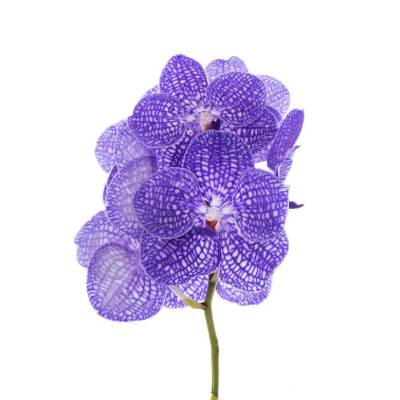 ванда Индиго фото в интернет-магазине Флоранж