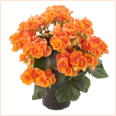 Бегония элат Бритт 12/25 фото в интернет-магазине Флоранж