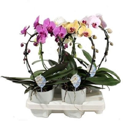 Фаленопсис микс Каскад 12/60 1 ств. фото в интернет-магазине Флоранж